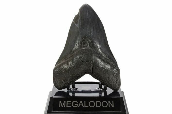 Serrated, Fossil Megalodon Tooth - South Carolina #340157